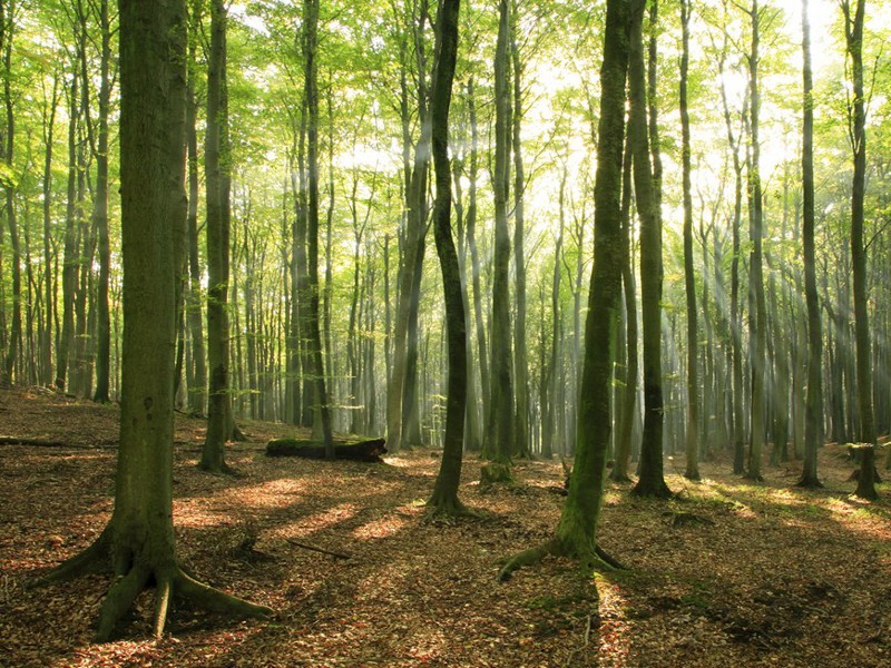 Treedom, piantare o donare un albero con un click