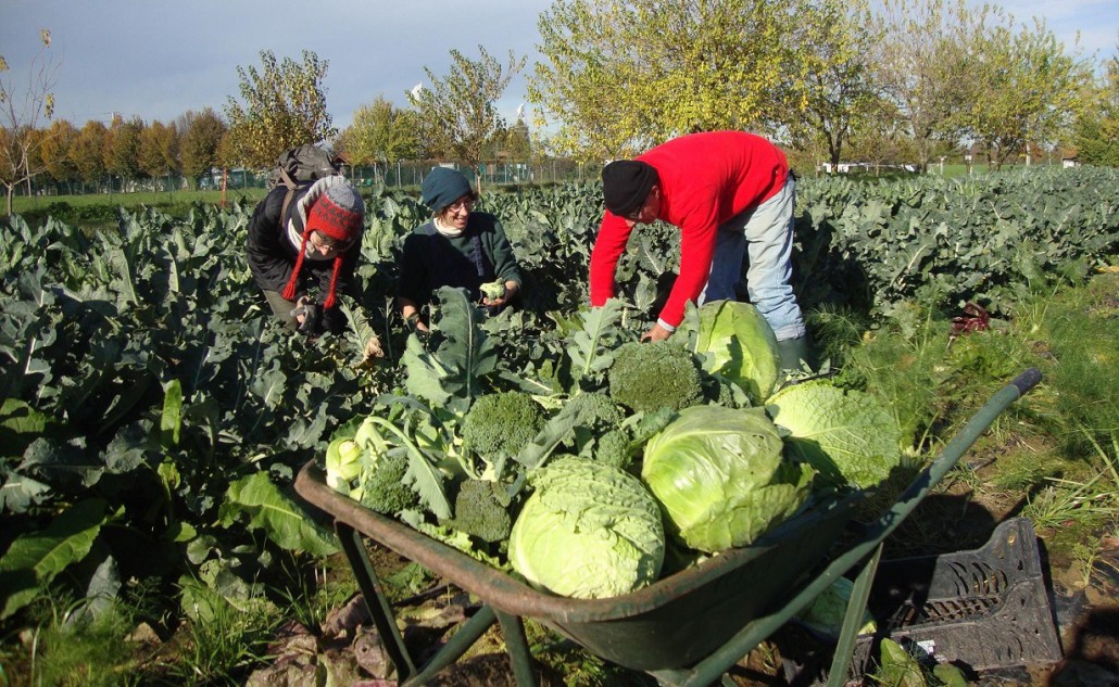 Arvaia organizza la festa dei cittadini-contadini!